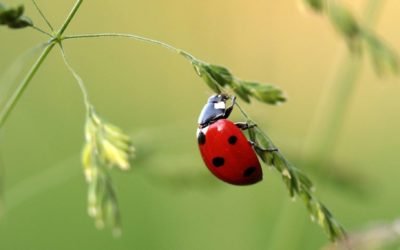 Comment favoriser la faune dans le jardin ?